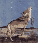 lobo-imagen-animada-0034