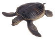 tortuga-imagen-animada-0058