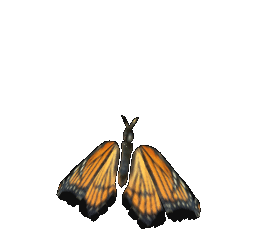 mariposa-imagen-animada-0025