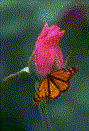 mariposa-imagen-animada-0058