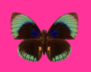 mariposa-imagen-animada-0176
