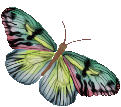 mariposa-imagen-animada-0247