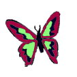 mariposa-imagen-animada-0255