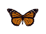 mariposa-imagen-animada-0269