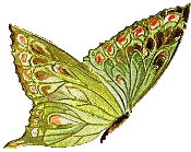 mariposa-imagen-animada-0289