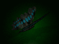 mariposa-imagen-animada-0297