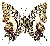 mariposa-imagen-animada-0304