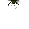 arana-imagen-animada-0011