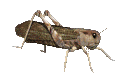 insecto-imagen-animada-0064