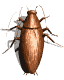 insecto-imagen-animada-0140