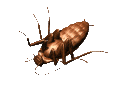 insecto-imagen-animada-0141