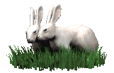 conejo-imagen-animada-0589