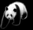 panda-imagen-animada-0027