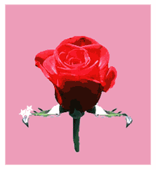 rosa-imagen-animada-0037