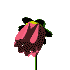rosa-imagen-animada-0038