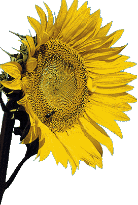 girasol-imagen-animada-0033