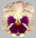 flor-imagen-animada-0174