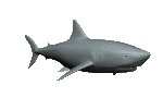 tiburon-imagen-animada-0037