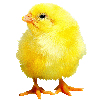 pollito-y-polluelo-imagen-animada-0113