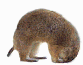 marmota-imagen-animada-0010