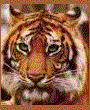 depredador-imagen-animada-0159