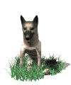 perro-pastor-imagen-animada-0009