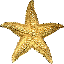 estrella-de-mar-imagen-animada-0008