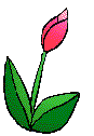 tulipan-imagen-animada-0018